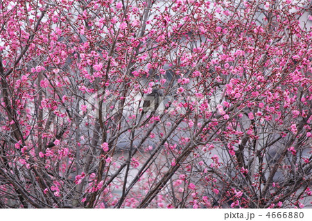 梅の花を食べるヒヨドリ 4666880