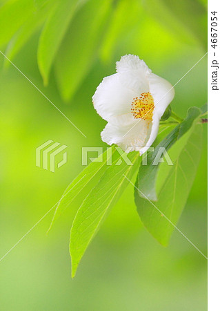 夏椿 夏椿 4667054