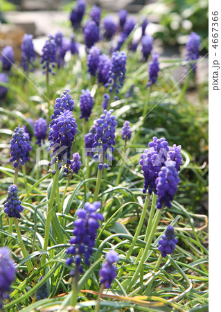 blue spring flowers blue spring flowers 4667366