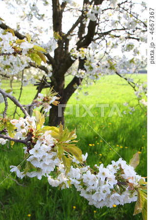 apple flowers 4667367