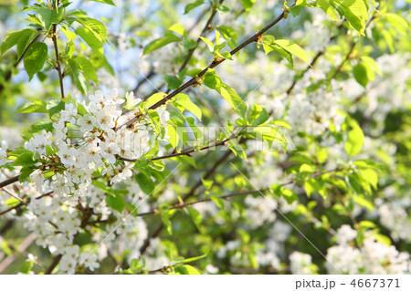 apple flowers apple flowers 4667371