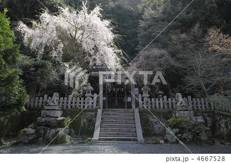春の大豊神社 春の大豊神社 4667528