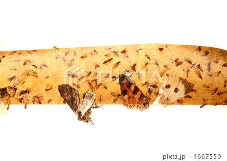 flypaper with flyies 4667550