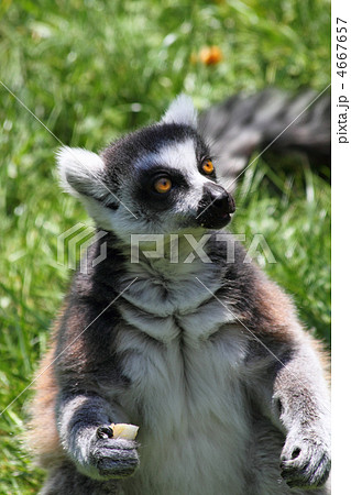 lemur monkey 4667657