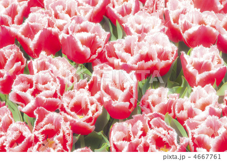 チューリップ畑 4667761
