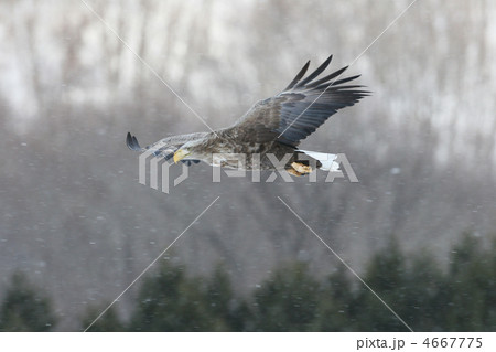 オジロワシ 4667775