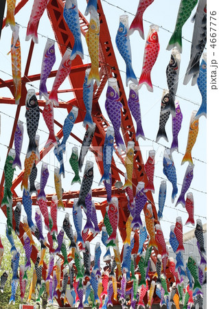 鯉のぼり 4667776