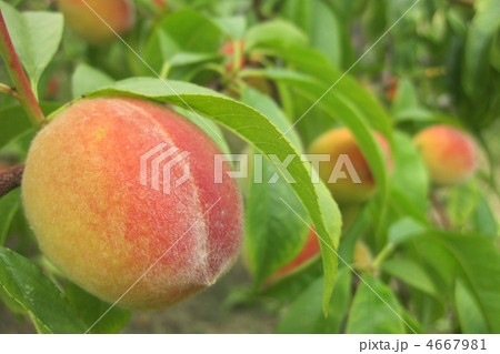 peach as nice fruit food natural background 4667981