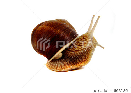 snail isolated on the white background snail isolated on the white background 4668186