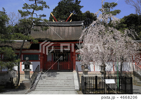 春の吉田神社　大元宮と幽斎桜 4668206