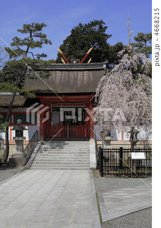 春の吉田神社　大元宮と幽斎桜 4668215