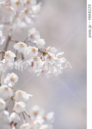 吉田神社の幽斎桜 吉田神社の幽斎桜 4668229