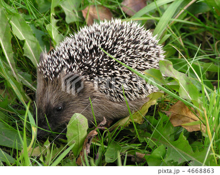 hedgehog in the grass 4668863