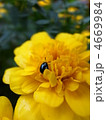 黄色の花と昆虫 4669984
