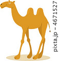 Walking Camel 4671527