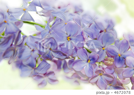 lilac flower lilac flower 4672078