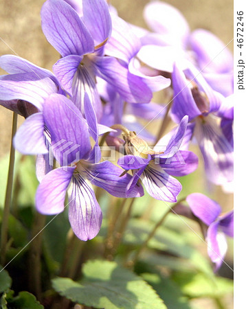 スミレ（小菫） 4672246