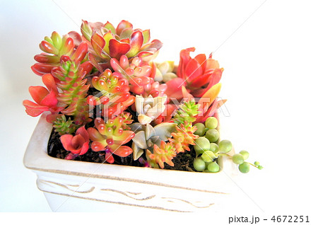 多肉植物の寄植え(エケベリア・火祭り・虹の玉・グリーンペット・黒法師・オーロラ・グリーンネックレス) 多肉植物の寄植え(エケベリア・火祭り・虹の玉・グリーンペット・黒法師・オーロラ・グリーンネックレス) 4672251