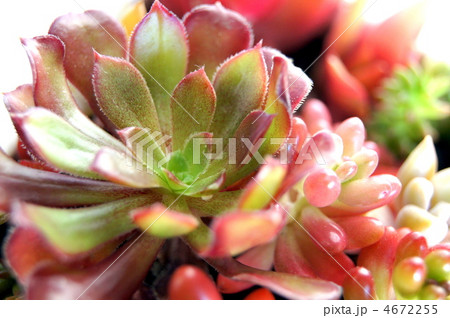 多肉植物の寄植え(エケベリア・火祭り・虹の玉・グリーンペット・黒法師・オーロラ・グリーンネックレス) 多肉植物の寄植え(エケベリア・火祭り・虹の玉・グリーンペット・黒法師・オーロラ・グリーンネックレス) 4672255