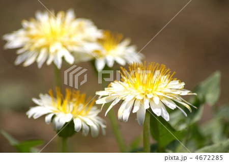 白いタンポポ（シロバナタンポポ） 4672285