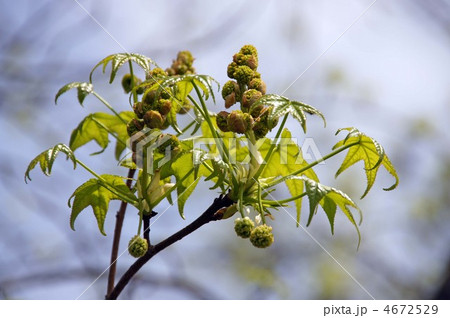 モミジバフウの花と若葉 4672529