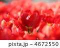 4672550