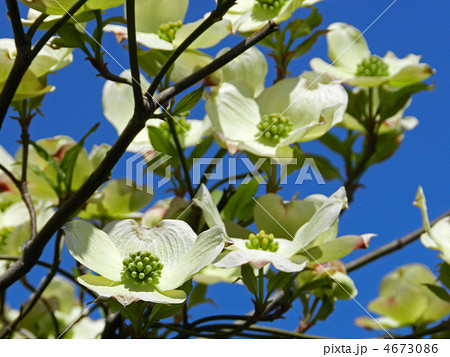 ハナミズキ(花水木) ハナミズキ(花水木) 4673086