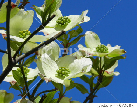 ハナミズキ（花水木） 4673087