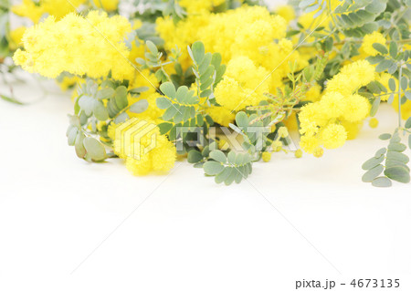 ミモザの花*　ナチュラル 4673135