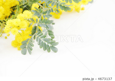 ミモザの花 ナチュラルの写真素材