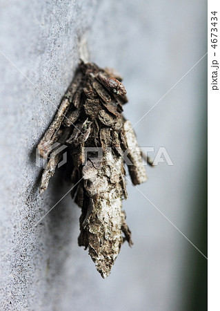 ミノムシ 4673434