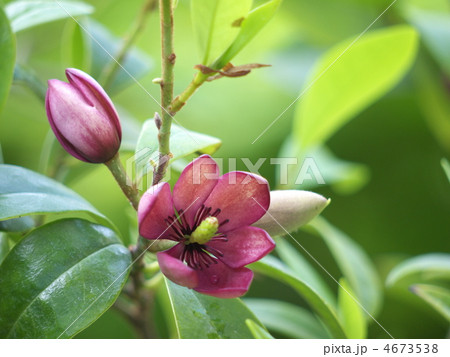 カラタネオガタマの花 4673538