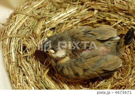 文鳥のヒナ 4673671