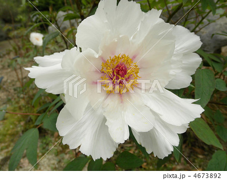 白牡丹 花言葉 王者の風格 A White Camellia の写真素材