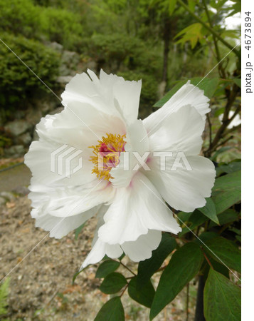 白牡丹 花言葉:王者の風格 A White Camellia 白牡丹 花言葉:王者の風格 A White Camellia 4673894