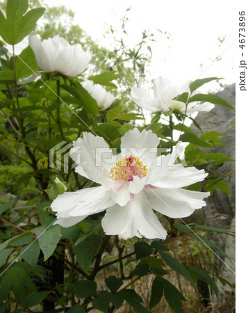 白牡丹 花言葉:王者の風格 A White Camellia 白牡丹 花言葉:王者の風格 A White Camellia 4673896