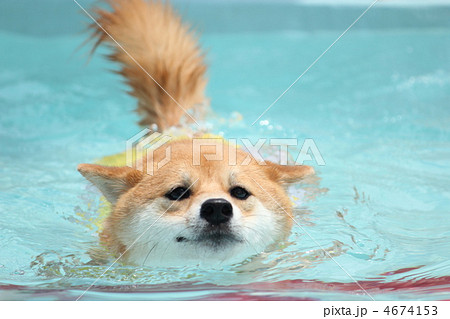 プールで泳ぐ柴犬の写真素材