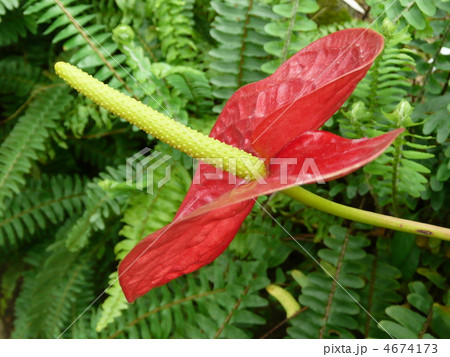 アンスリウム 4674173