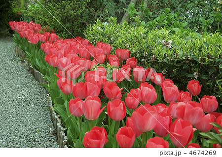 咲き乱れる赤いチューリップ（哲学の道／京都市左京区） 4674269