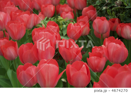 咲き乱れるチューリップ（哲学の道／京都市左京区） 4674270