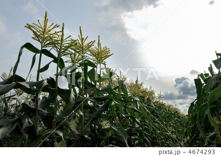 とうもろこし畑 とうもろこし畑 4674293