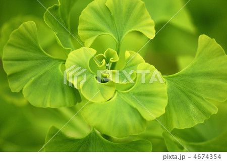 銀杏の若葉 4674354