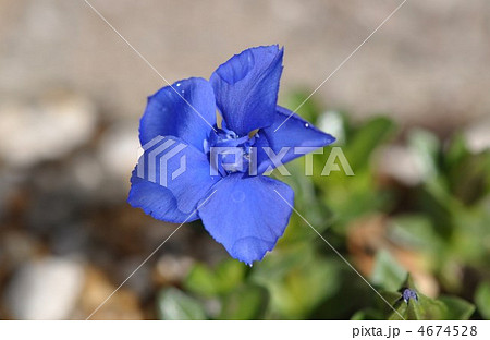 ベンチアナ・ベルナ 4674528