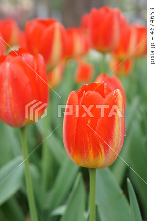 チューリップ プリンスクラウス チューリップ プリンスクラウス 4674653