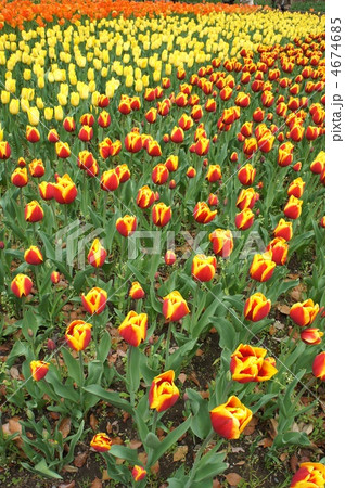 色鮮やかなチューリップ　キースネリス 4674685