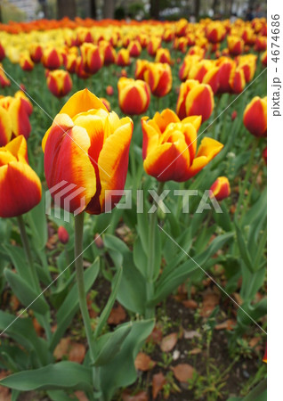 色鮮やかなチューリップ　キースネリス 4674686