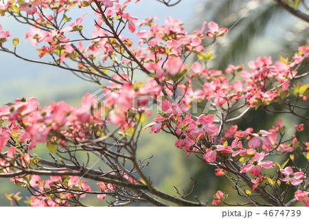 ハナミズキ 4674739