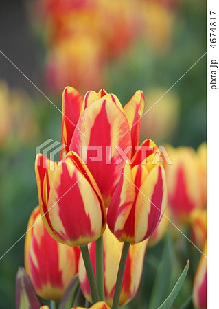 カラースペクタクル 4674817