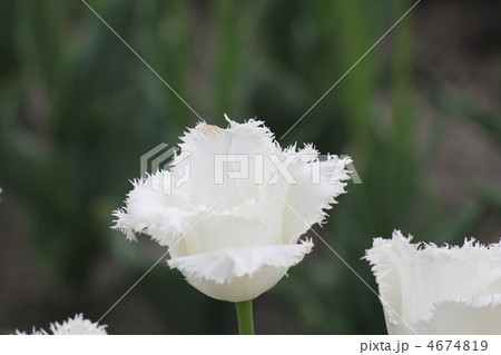 ハネムーン 4674819