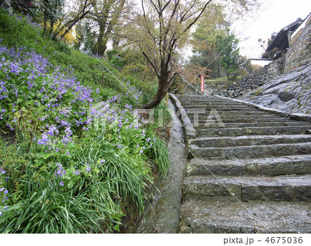 観音寺石段 4675036